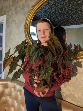Бегония Lubbergei 